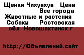 Щенки Чихуахуа › Цена ­ 12000-15000 - Все города Животные и растения » Собаки   . Ростовская обл.,Новошахтинск г.